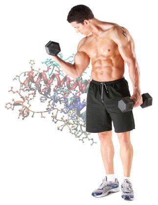 Growth Hormone Benefits on muscles