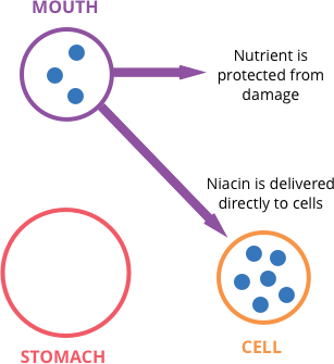 How NiacinMax works